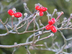 �A�����J�n�i�~�Y�L�̉ԉ�Ɖʎ��̎ʐ^