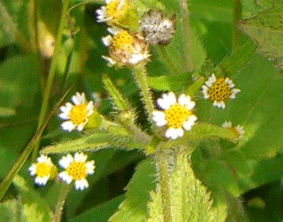 �n�L�_���L�N�̎ʐ^