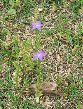 �L�L���E�\�E�̎ʐ^