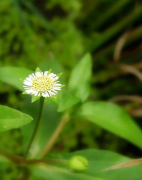 �^�J�T�u���E�̎ʐ^