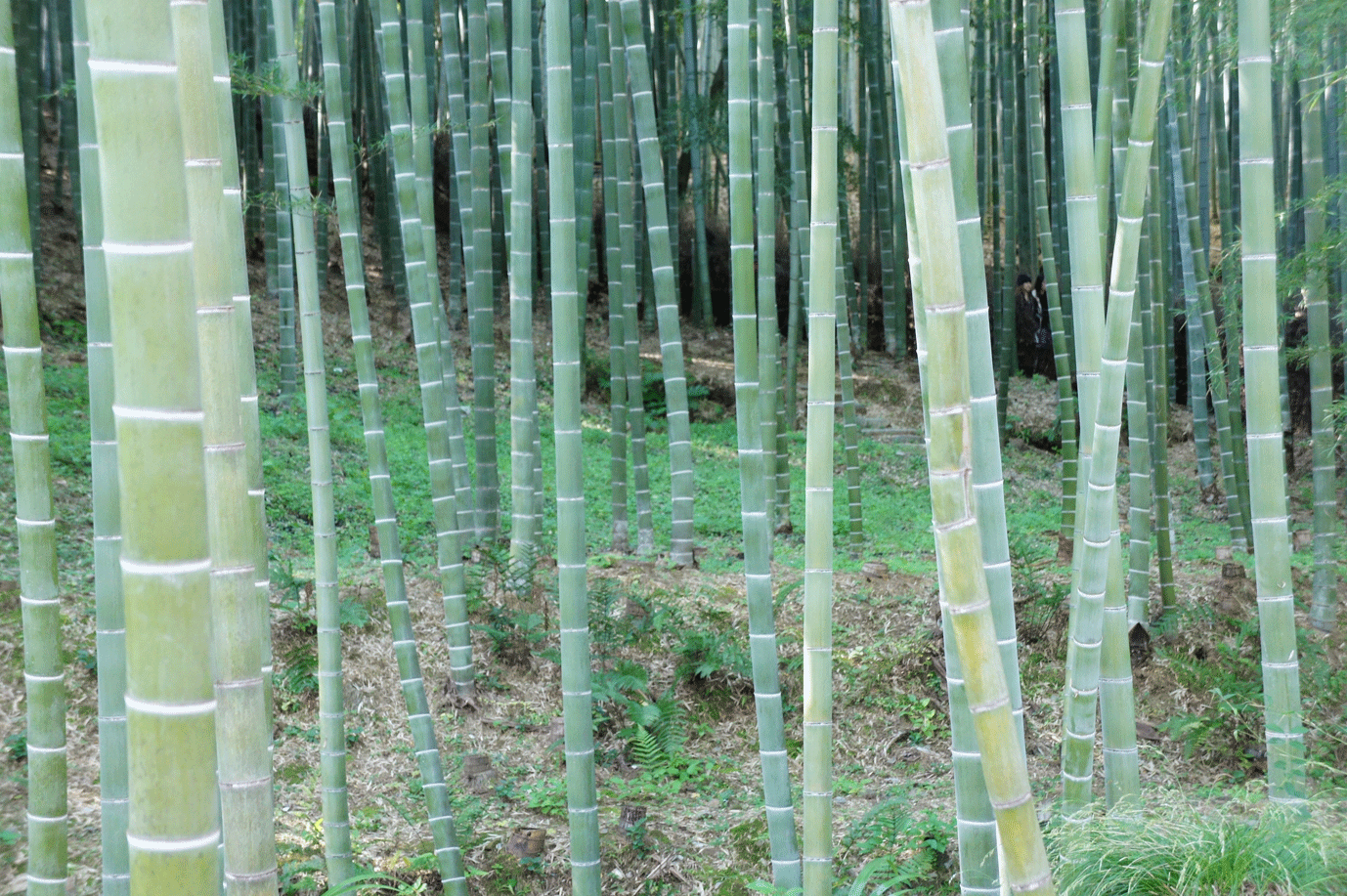 �Џ@�|�т̎ʐ^